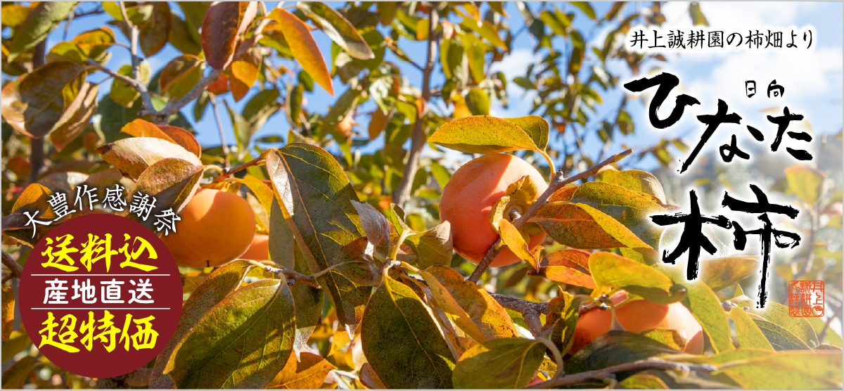 日向柿 (L・2.5㎏) L・2.5㎏