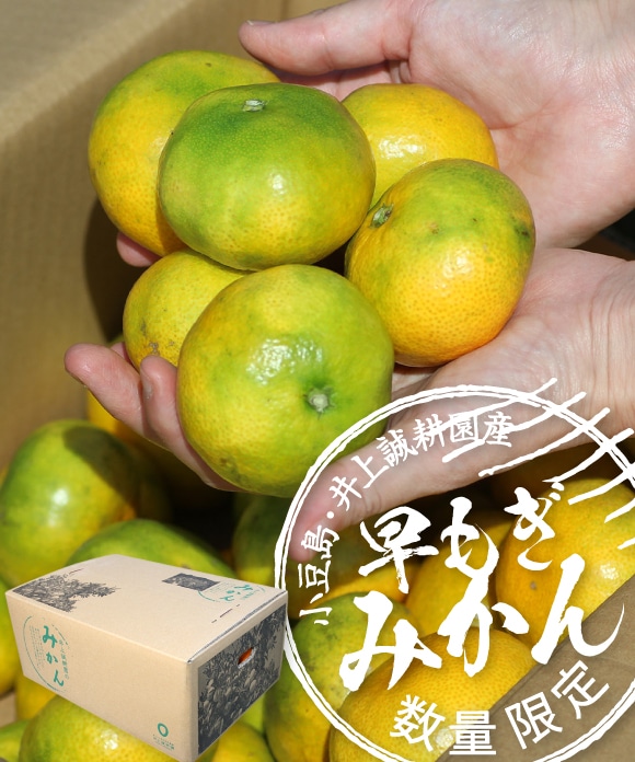 早もぎみかん(3kg・大小混合)