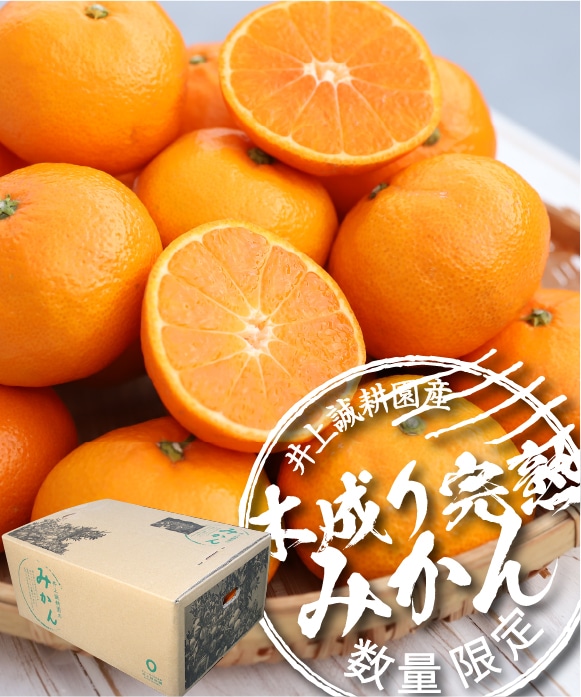 木成り完熟みかんS・3kg