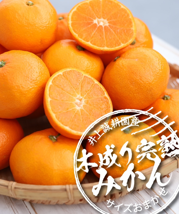 木成り完熟みかんサイズおまかせ・3kg