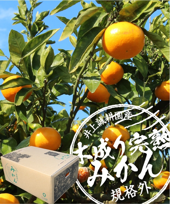 木成り完熟みかん規格外・5kg