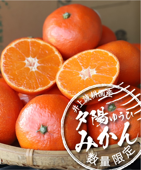 夕陽みかんサイズおまかせ・3kg