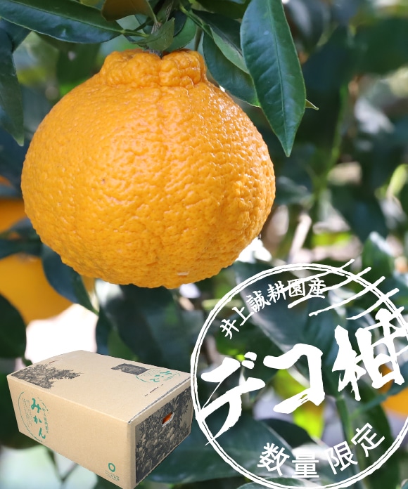 デコ柑 大小混合(規格外) 3kg