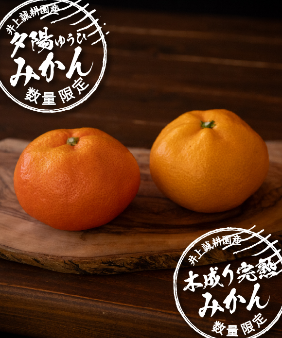 【年末特価】夕陽みかん・木成り完熟みかん 詰め合わせ 5kg