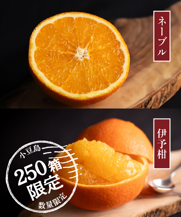 伊予柑とネーブル詰め合わせ 大小混合 5kg