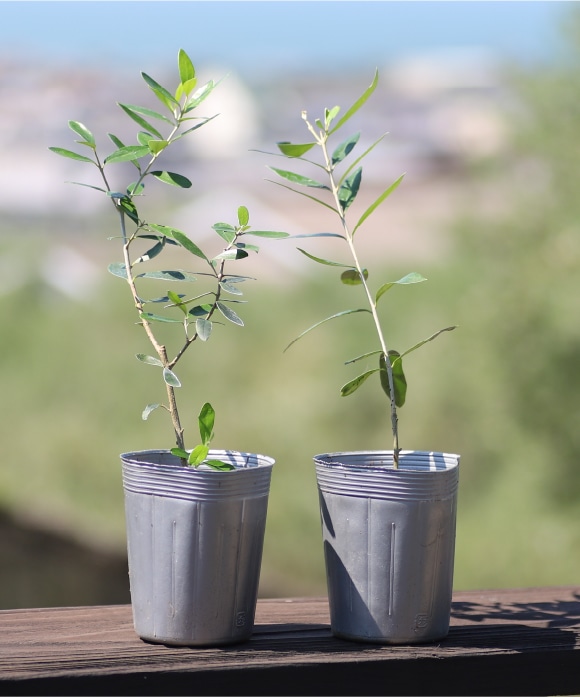 オリーブ小苗木2本セット