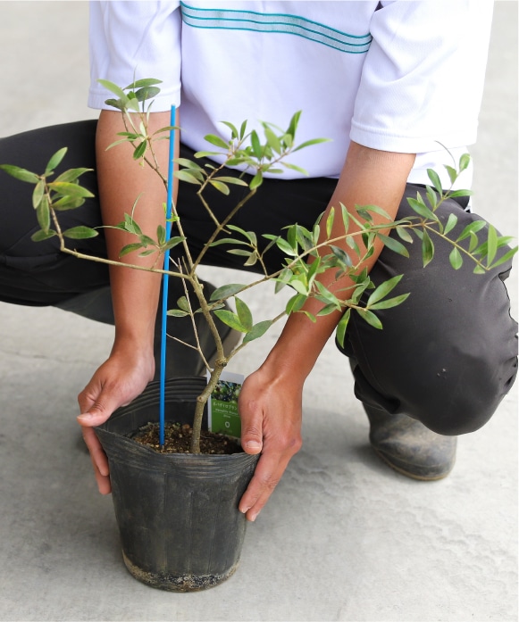 オリーブ中苗木