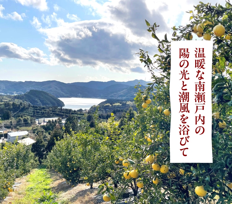 職人生搾り100％ジュース愛媛県・高知県特選柑橘「はるか」720ml