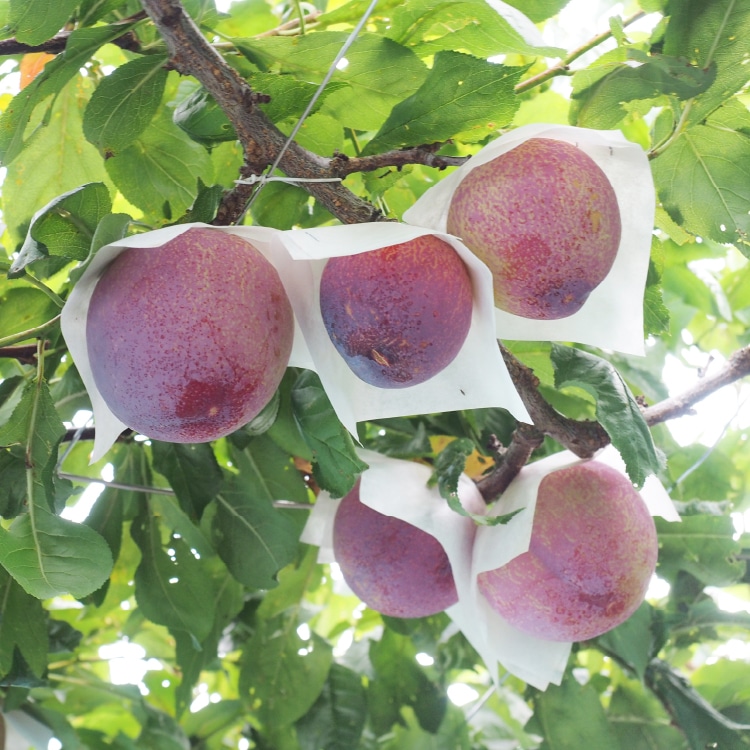 るー太陽、貴陽2本セット プラム 苗木 約1.2メートル 貴陽 大株 幹太