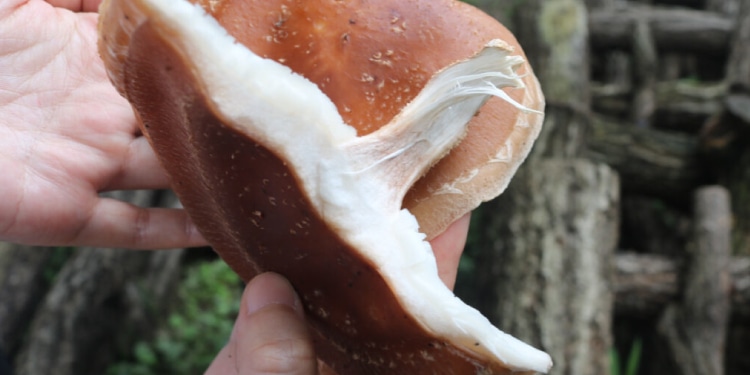 小豆島で育てた原木しいたけだからこその美味しさ