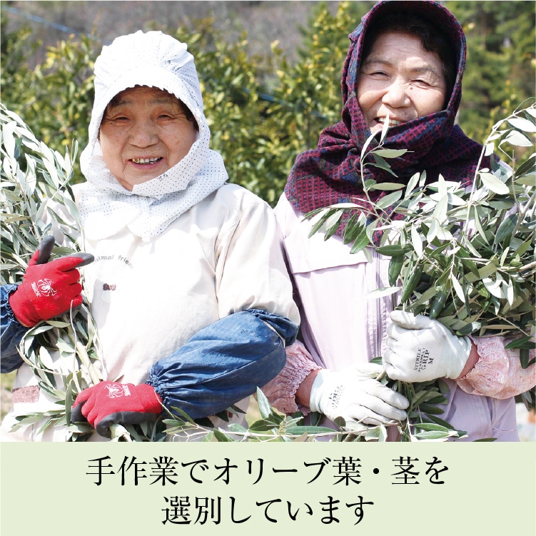 オリーブ抹茶わらび餅 | 小豆島せとうち感謝館
