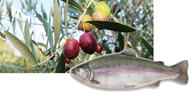 オリーブサーモン