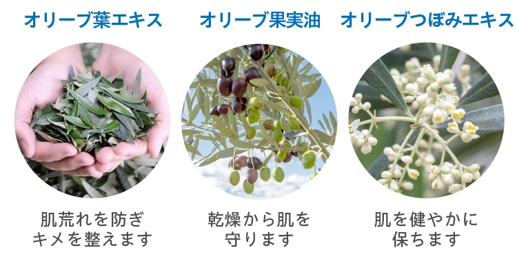 オリーブは実だけでなく葉やつぼみにも 美しい肌に欠かせない成分がありました