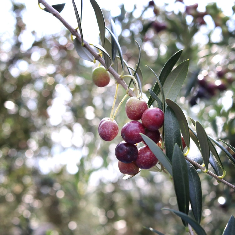 エキストラヴァージン アルベキーナオリーブオイル(スペイン農場産
