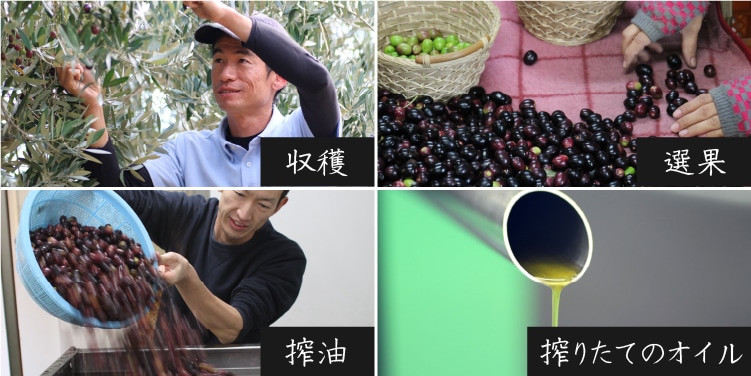 収穫から搾油