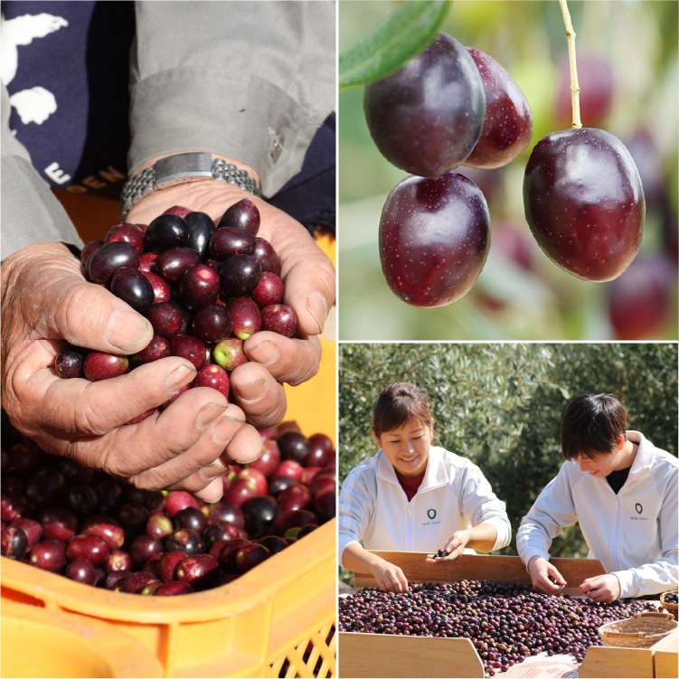 小豆島産手摘み完熟オリーブオイル 135g | 井上誠耕園