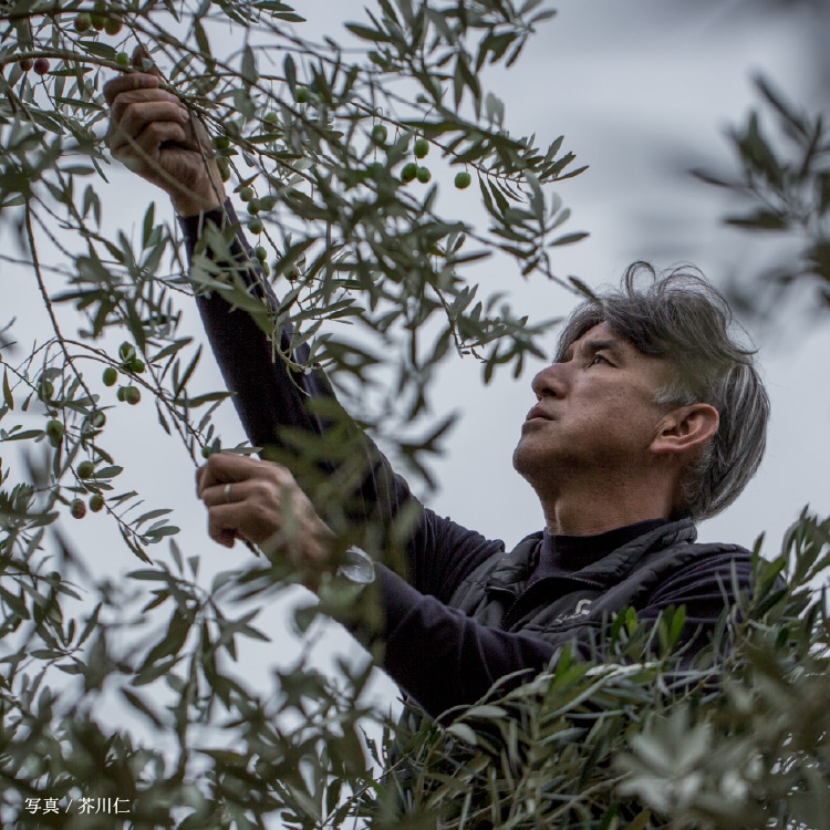 小豆島産 手摘み 限定 搾りたて出荷 ピクアル種 135g ｜ 井上誠耕園