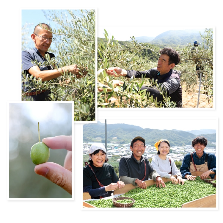 新漬けオリーブ(マンザニロ) | 井上誠耕園