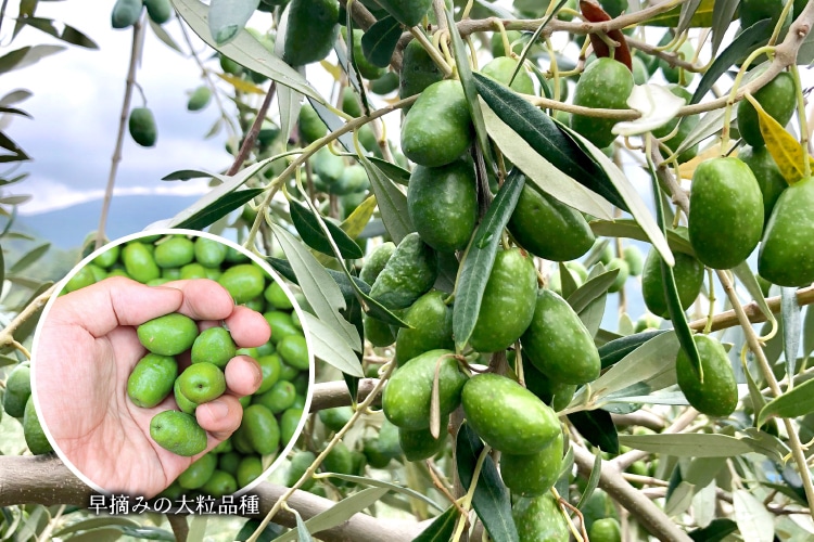 さわ　オリーブ36 チェルサヌス グリーンオリーブ 360g 瓶【ラッピング不可