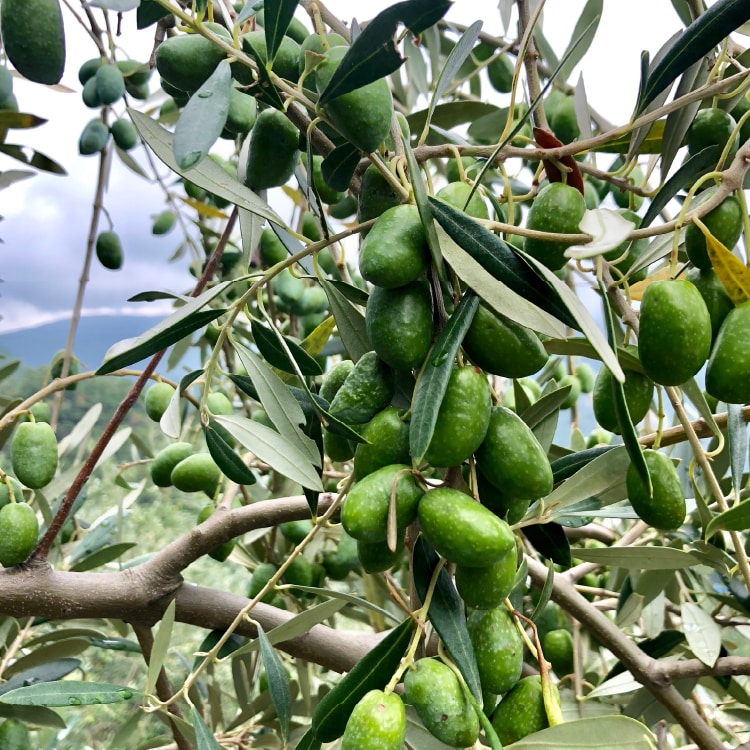 新漬けオリーブ「アザパ」種 250g(約60粒) | 井上誠耕園