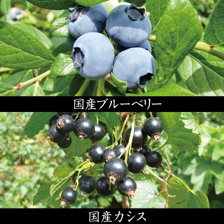 ブルーベリー＆カシス ｜ 井上誠耕園