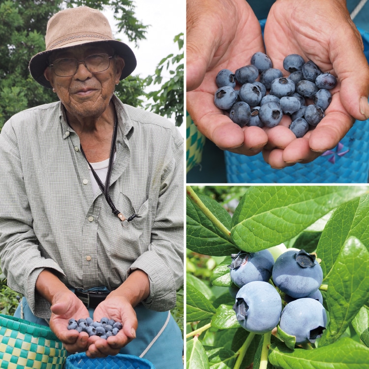 ブルーベリー＆カシス ｜ 井上誠耕園