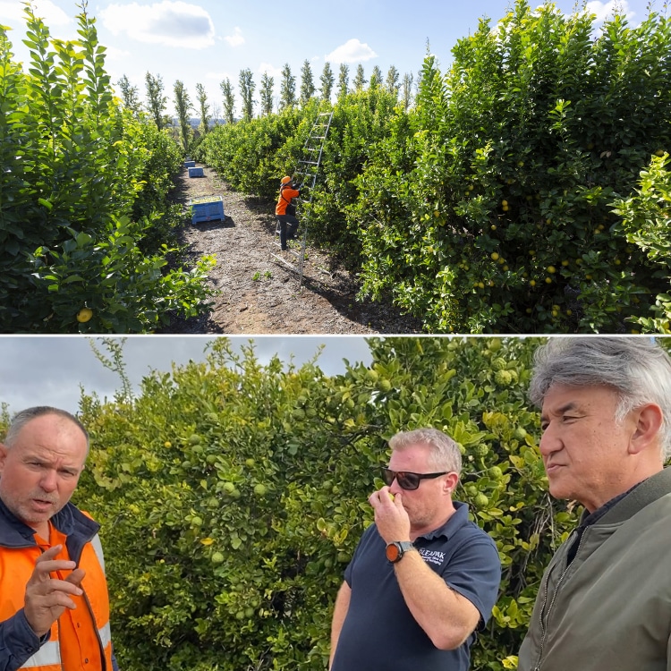 ライムオリーブオイル ｜ 井上誠耕園