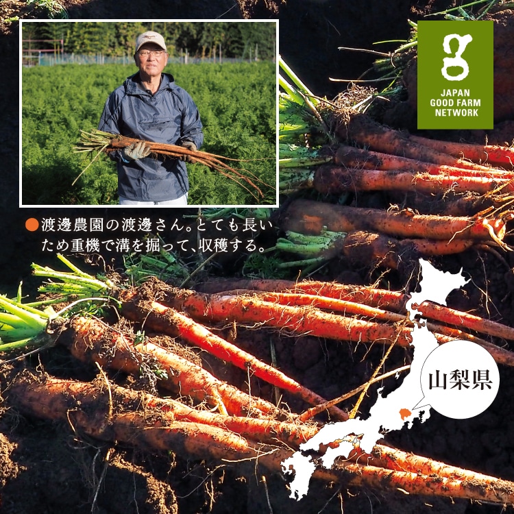 オリーブオイルコンフィ 山梨産の大塚人参 蜜柑とくるみ ｜ 井上誠耕園