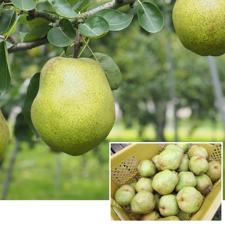 職人生搾りジュース山形県特選・洋梨「ラ・フランス」720ml | 井上誠耕園