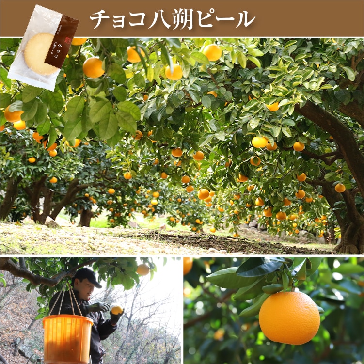 チョコ八朔ピール1