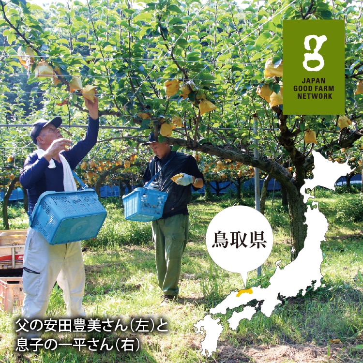 鳥取県産 厳選品種の梨 新甘泉 ｜ 井上誠耕園