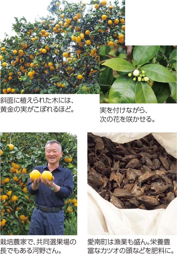 瀬戸内ゴールド マーマレード ｜ 井上誠耕園