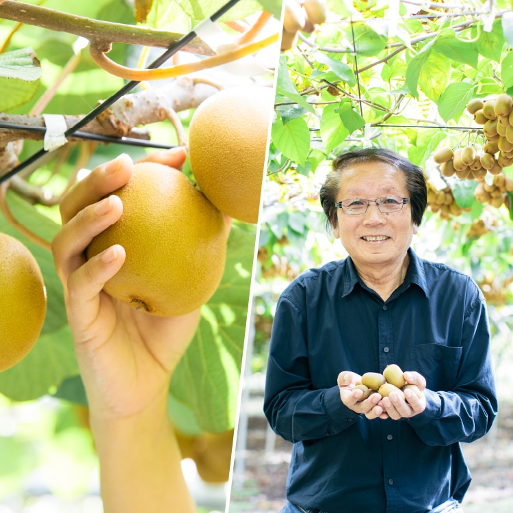 さぬきゴールド」キウイ 1.5kg: 小豆島せとうち感謝館｜オリーブオイル