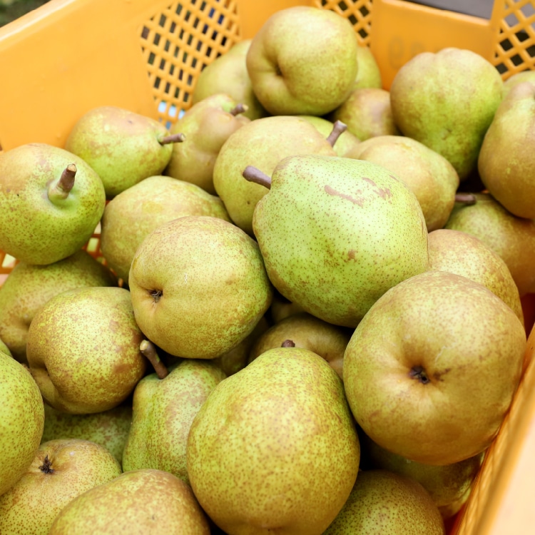 ラ・フランス 8～9玉 | 井上誠耕園