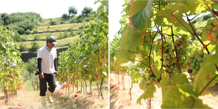 井上誠耕園の小豆島ワイン 2022年産 ｜井上誠耕園