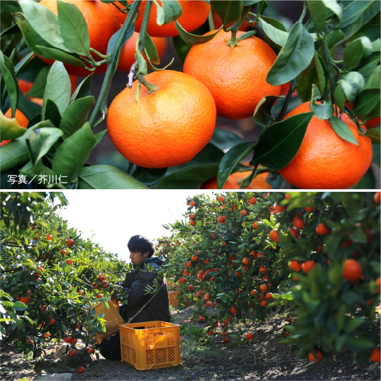 みかん蜜柑苗木 4年目 アゲハ昆虫餌 無農薬果樹 - インテリア