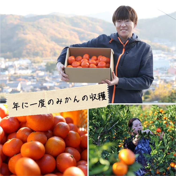 夕陽の瞳みかん | 井上誠耕園