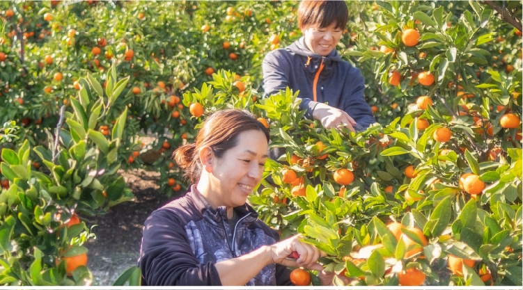 久山さん佐藤さん収穫