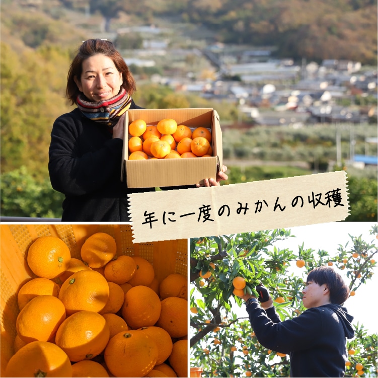 瞳みかん | 井上誠耕園