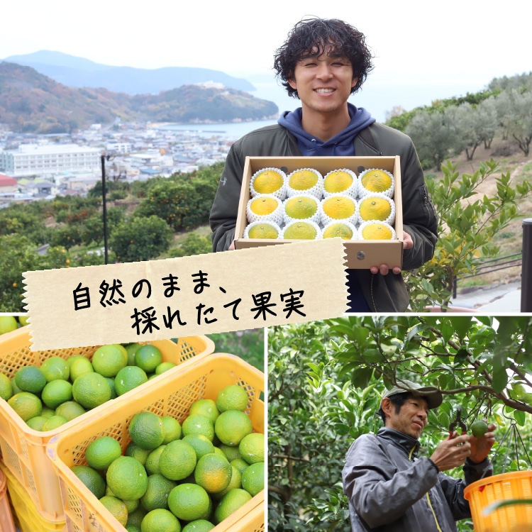 スィートスプリング プレミアム規格 ※送料込み | 井上誠耕園