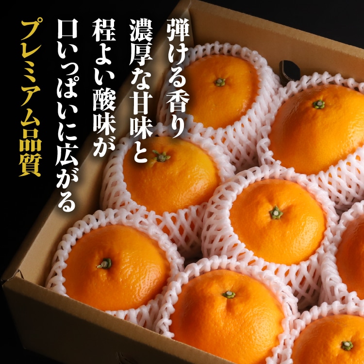 ネーブルオレンジ プレミアム規格 | 井上誠耕園