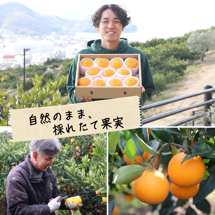 ネーブルオレンジ プレミアム規格 | 井上誠耕園