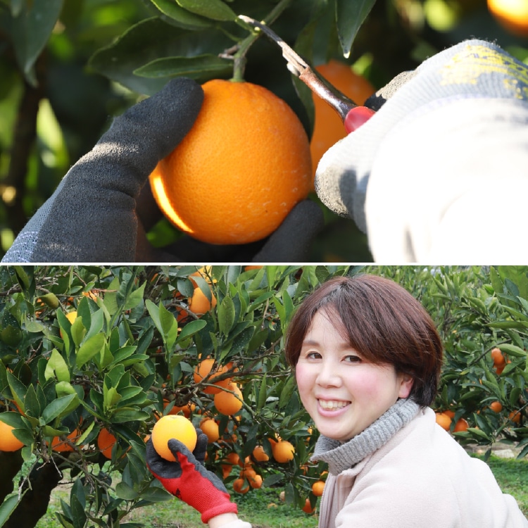 ネーブルオレンジ 8kg 特玉(おすそ分け袋なし): 井上誠耕園｜オリーブ