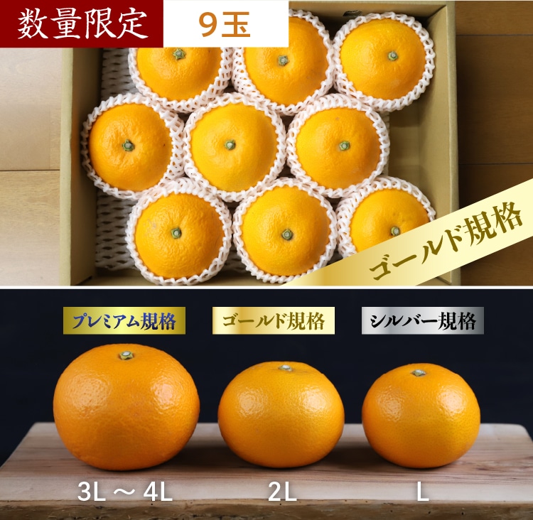 サイズの違い