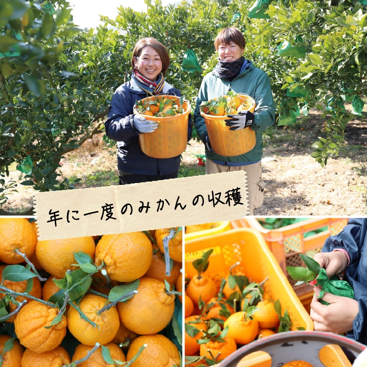 デコ柑 | 井上誠耕園