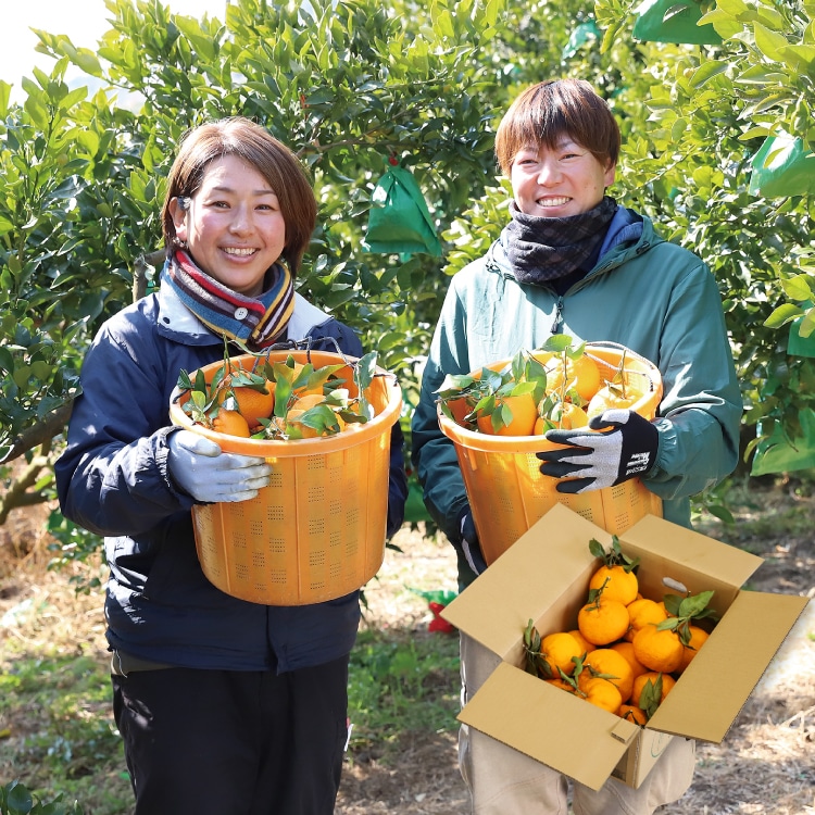 デコ柑 4㎏ 大小混合 ｜ 井上誠耕園