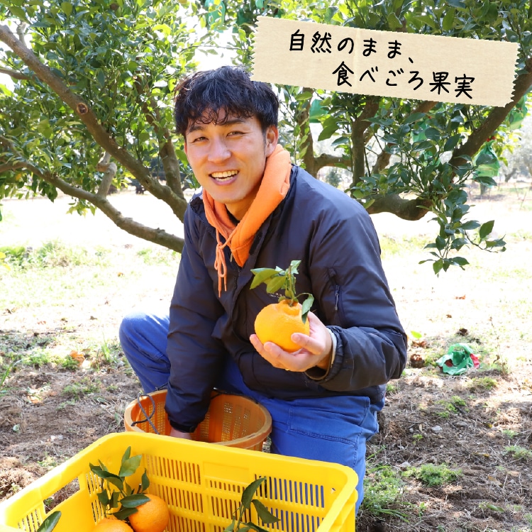 デコ柑 4㎏ 大小混合 ｜ 井上誠耕園