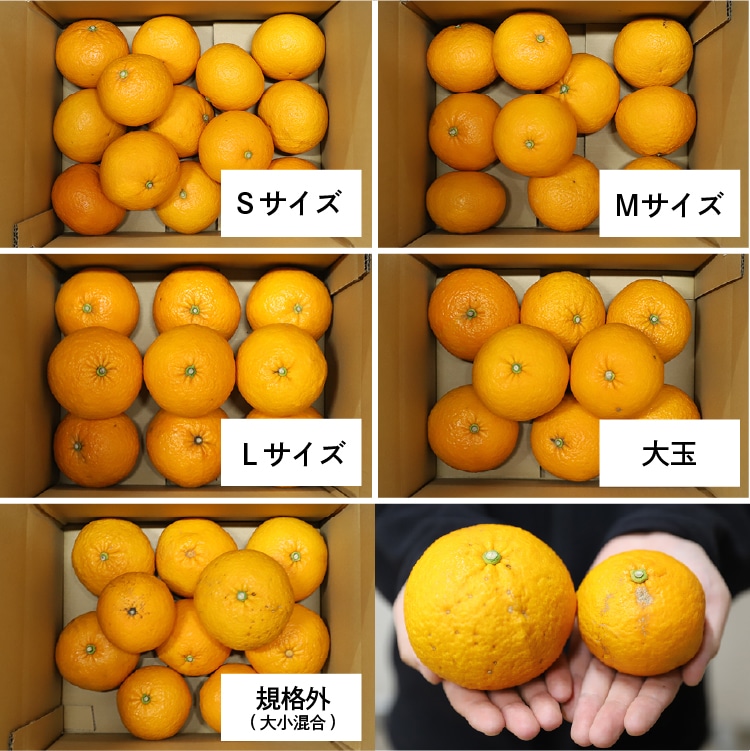 甘夏柑（あまなつかん）｜ 井上誠耕園