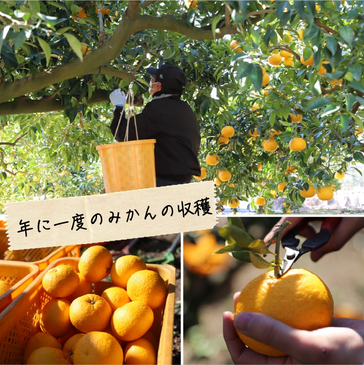 甘夏柑（あまなつかん）｜ 井上誠耕園