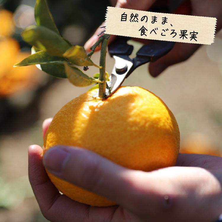 甘夏柑 4㎏ 大小混合 ｜ 井上誠耕園
